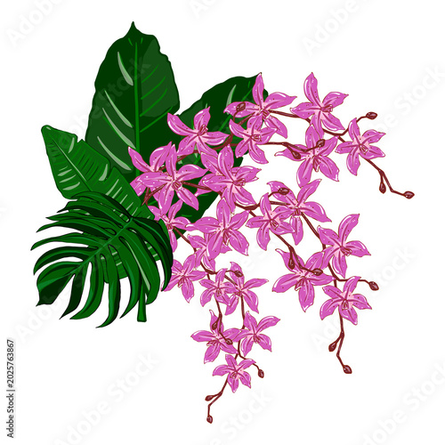 Tropical pink orchids and monstera leaves. Hand drawn floral arrangement for wedding invitations, greeting cards, postcards, and textiles. Isolated on white background