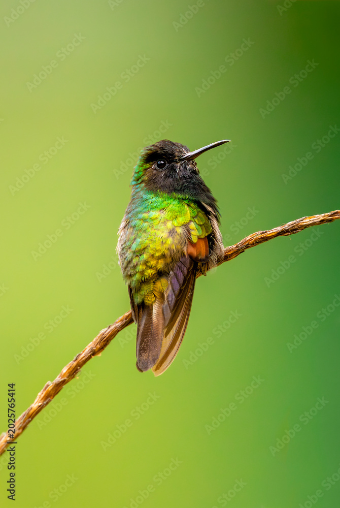 Obraz premium Black bellied hummingbird on a branch