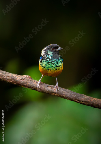 Fotografija Perched spangle cheeked tanager