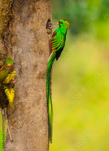 Fotografija Male quetzal tending to its youngling