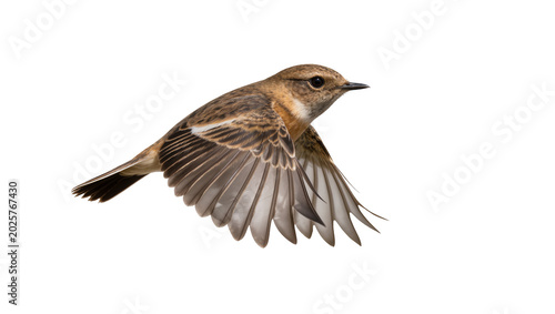 Fotografía Small brown bird with patterned wings in flight, isolated on transparent backgro