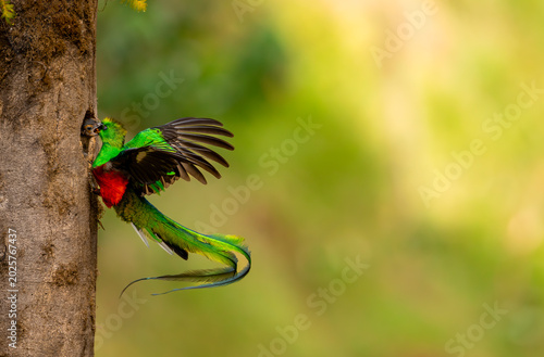 Male quetzal returns to feed its young