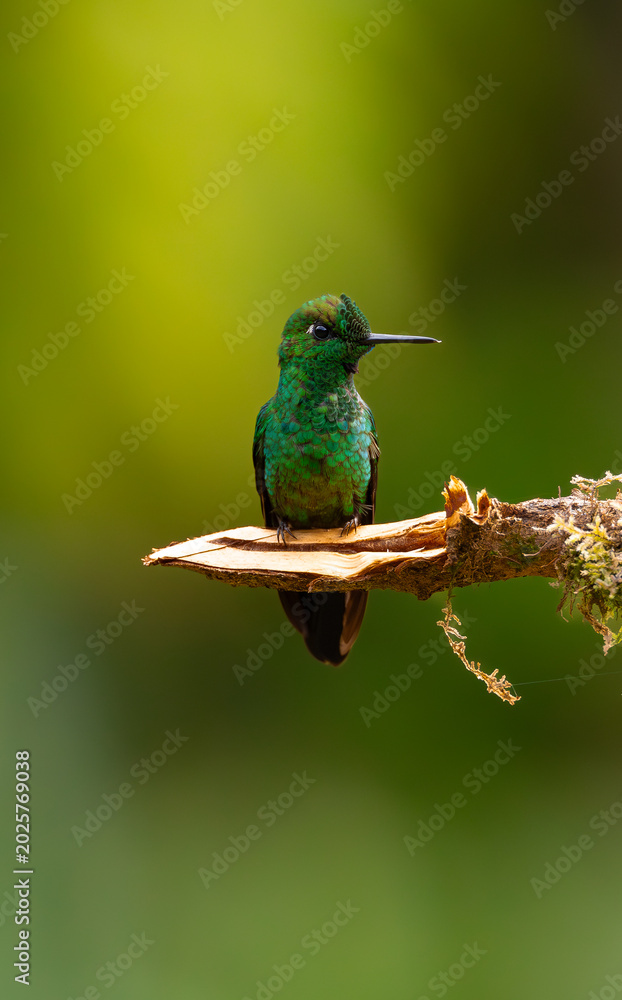 Fototapeta premium Perched green crowned brilliant (juvenile) 