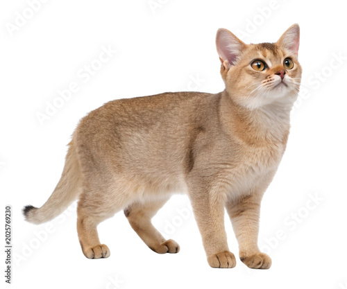 Fluffy Orange Ginger Cat Full Body Side Profile Standing Isolated