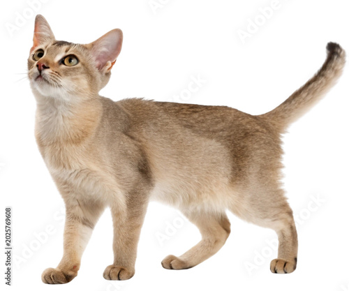 Fluffy Orange Ginger Cat Full Body Side Profile Standing Isolated