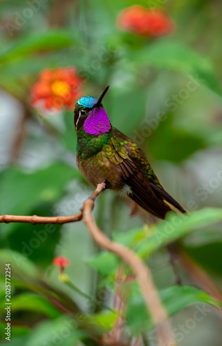 Canvastavla Purple throated hummingbird on a branch