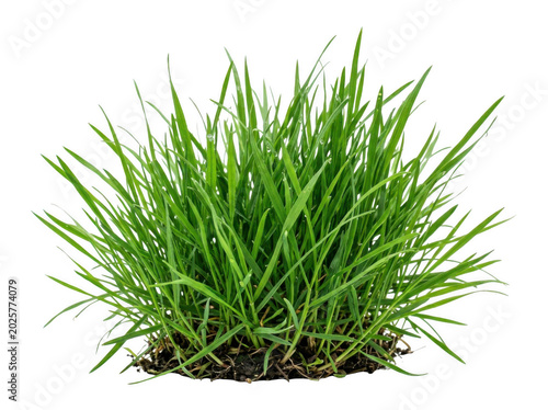 A lush, vibrant green tuft of grass with sharp, pointed blades isolated against a solid black background, showing natural texture