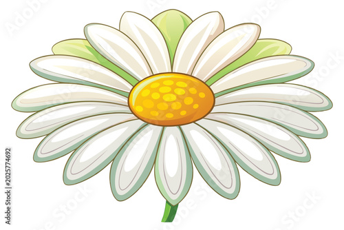 daisy vector on white background