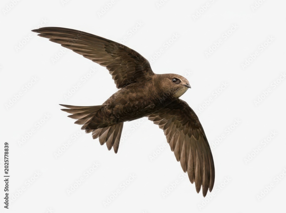Fototapeta premium Common swift bird flying in clear white sky with wings spread.