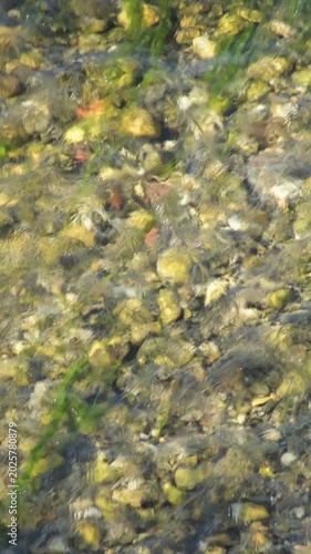 Plants and rocks in a river stream from above. 4K Vertical