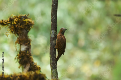 Canvas Print The Rufous Woodpecker very rare bird which are found in western ghats of india, was lucky to spot them and photograph them so closely