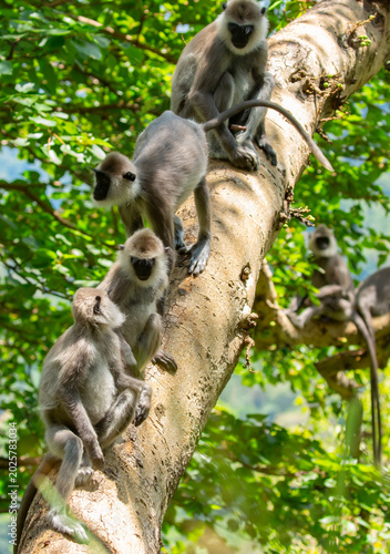 Gray hanuman langurs on a tree. Monkeys in the wild in the jungles of Sri Lanka. Troop of monkeys on trees. Wildlife scene with wild animals.