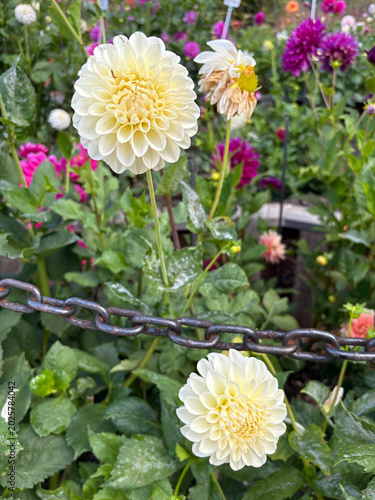 Schilderij op canvas a bunch of flowers in the garden