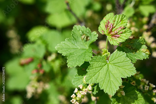 Konstfotografi Green Ribes rubrum Garden currant leaves show red puckered blisters from currant blister aphid feeding