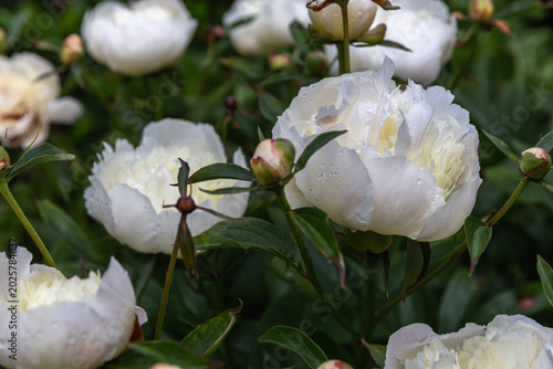 White peonies with raindrops blooming in summer garden, natural outdoor flower close-up, soft green foliage, fresh floral background, elegant botanical scene, no people, horizontal nature photo