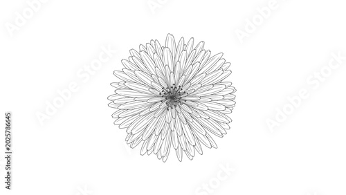Foto A detailed black and white sketch of a single, intricate flower with many petals