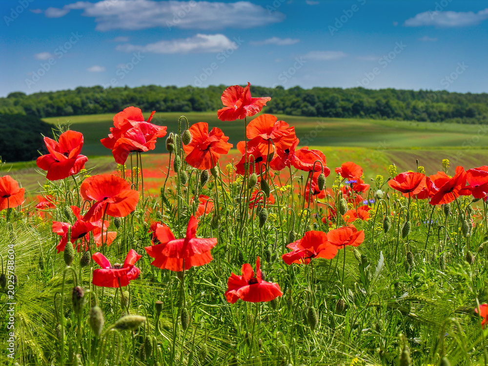 Obraz premium red poppies with beautiful hills and sky