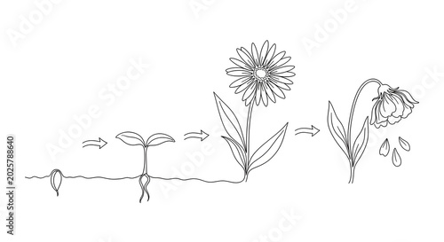 Fotografie Plant life cycle from seed to bloom to wilting stages.
