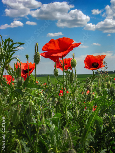 red wild poppies with sunlit petals, blue sky with clouds