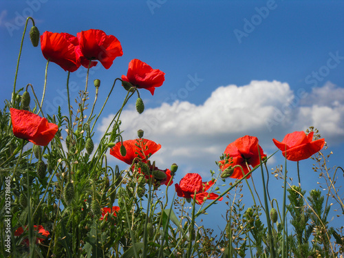 wild poppies field, from below, against a of a blue sky with clouds