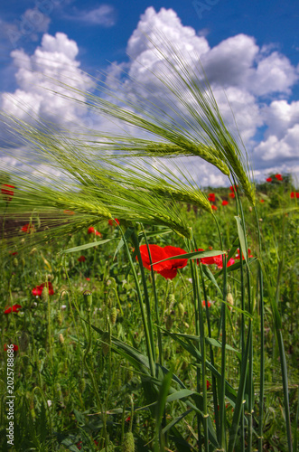 Field poppies among ears of barley ripening in the foreground