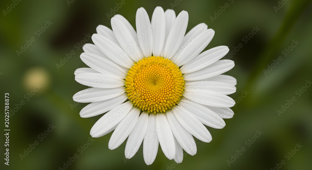 Fototapeta premium Close up of a single white daisy flower with a yellow center.