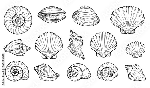 Photos Professional Hand Drawn Seashell Illustration Vector Set for Coastal and Marine