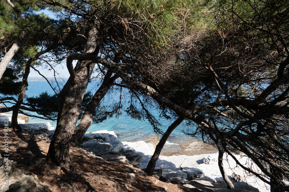 Fototapeta premium Pine trees above a rocky Adriatic cove near Rovinj Croatia