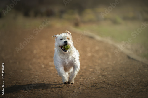 2026-02-25 A WHITE WEST HIGHLAND TERRIER RUNNING STRAIGHT TO THE CAMERA WITH A BALL IN ITS MOUTH AND A SOFT BACKGROUND AT THE OFF LEASH DOG AREA AT MARYMOOR PARK IN REDMOND WASHINGTON