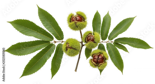 A branch of sweet chestnut with green serrated leaves and three spiky, open husks containing brown, glossy nuts against a black background