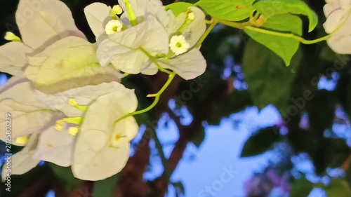 White bougainvillea flowers swaying in wind