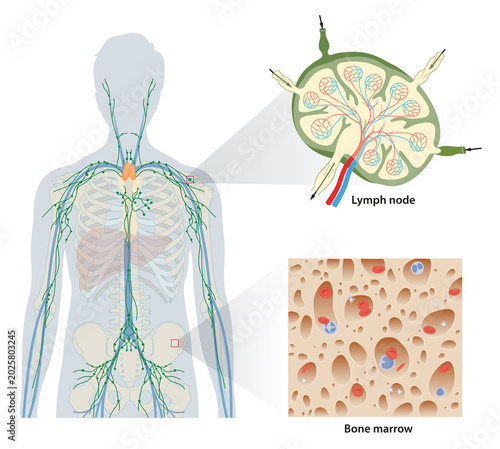 Bone marrow is a key element of the lymphatic system
