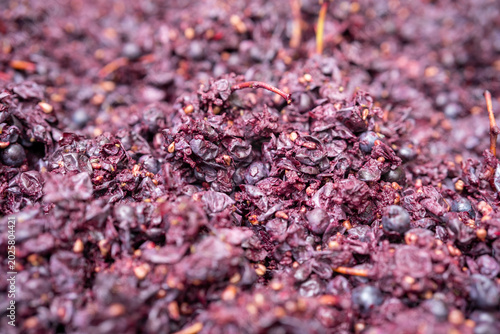 Closeup of grape remnants. Artisanal wine fermentation closeup emphasizing deep purple hue and moist glossy surface