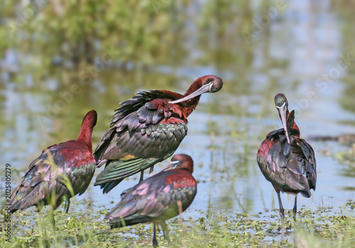 A group of Glossy Ibises (Plegadis falcinellus) in breeding plumage, close-up, isolated on a blurred background.