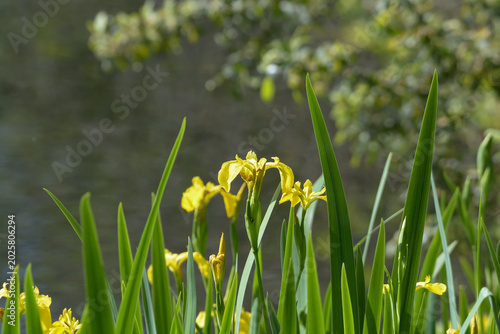 Obraz na płótnie Iris jaune des marais