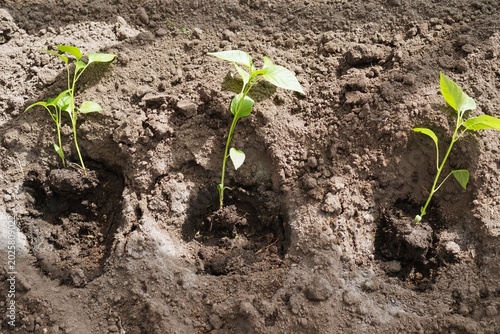 Tableau sur toile Three young plants emerging from freshly tilled soil, showcasing the early stages of growth in a garden