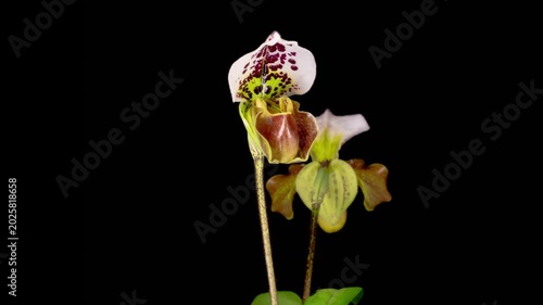 Orchid Blossoms. Growth and Blooming White Paphiopedilum Flower on Black Background. Time Lapse. 4K.