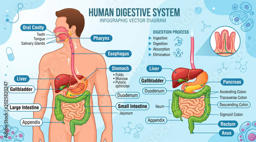 Photos Human Digestive System Infographic Vector Diagram with Labels and Pointers
