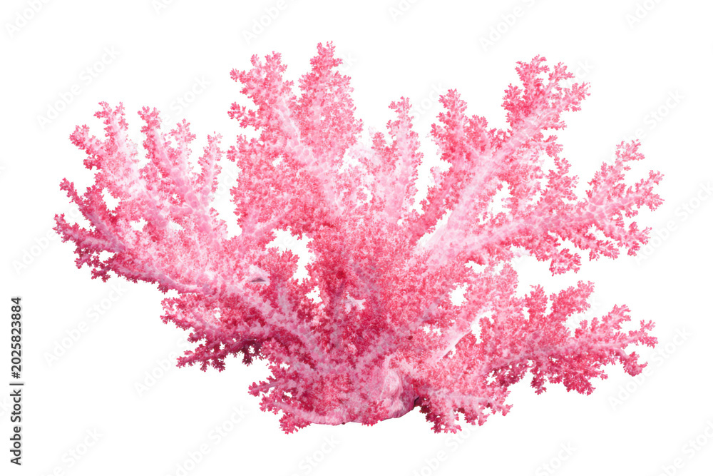 Fototapeta premium Vibrant Pink Soft Coral Branch Isolated on White Background underwater isolated on a transparent background