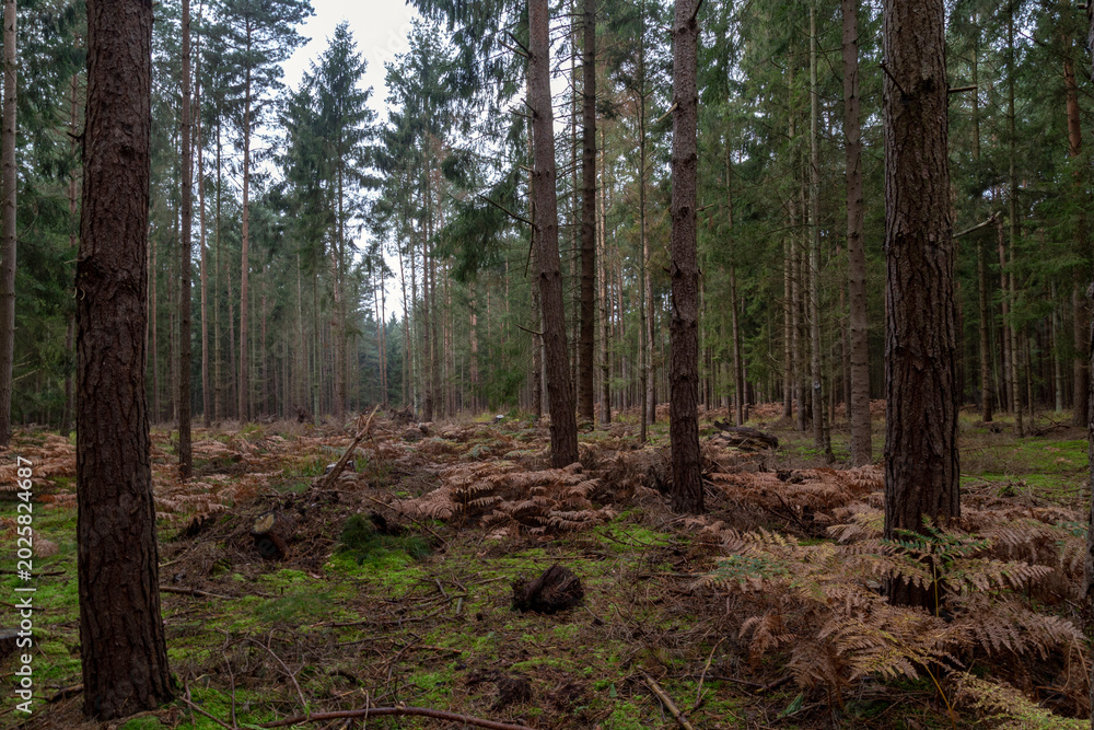 Fototapeta premium natural woodland landscape 