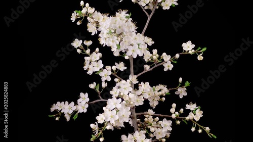 Cherry Blossom. White Flowers Blossoms on the Branches Cherry Tree. Dark Background. Time Lapse. 4K.