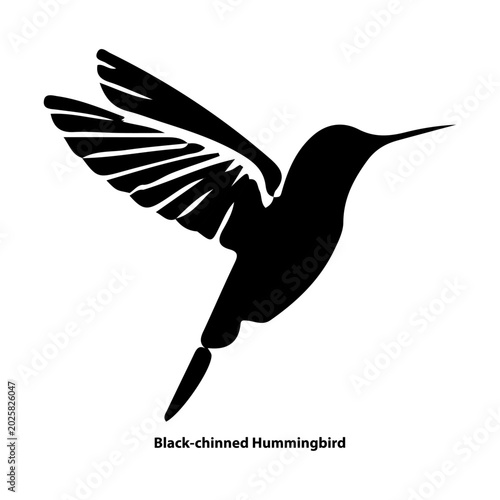 Black-chinned Hummingbird flying isolated on white isolated on transparent background, Vector