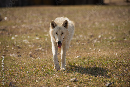 White Arctic Wolf Walking Towards Camera . Wolf walking toward camera across open grassy field in natural sunlight. Wild predatory animal in outdoor environment with soft blurred background.