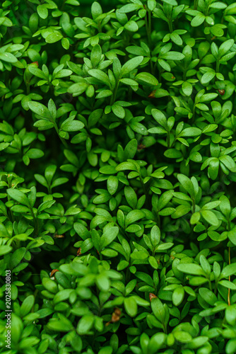 watercress salad microgreens macro photo