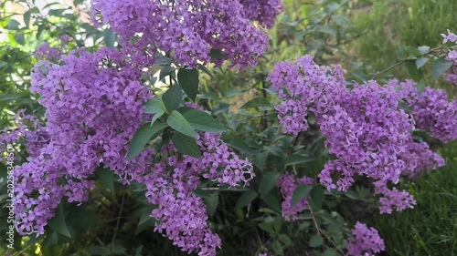 lilac flowers in the garden