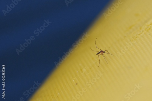 фотографія Mosquito on a yellow and blue background, closeup of photo