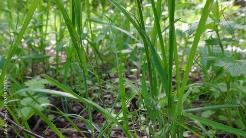 Sliding motion in the grass in the forest on a summer day