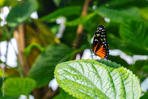 Bild auf Leinwand Papillon posé sur une feuille, prêt à s'envoler.