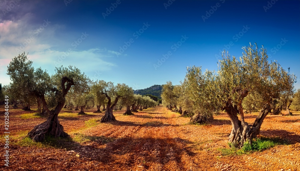 Fototapeta premium olive grove on the island of mallorca