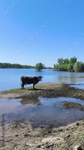 cow on the beach